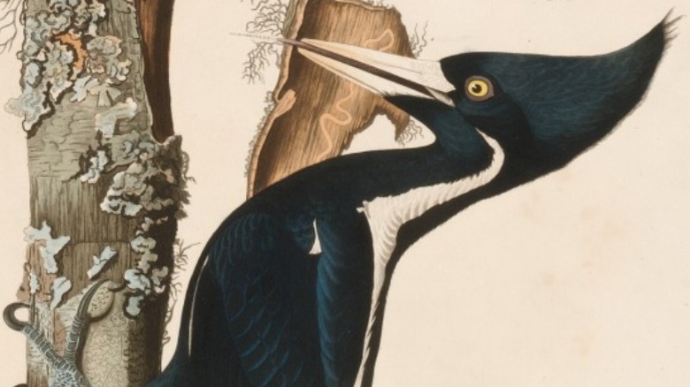 Painting of a female ivory-billed woodpecker