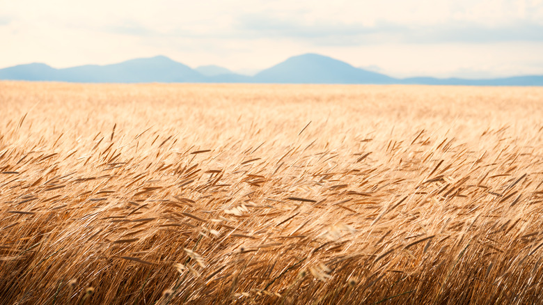 Wheat in France