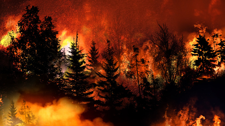 Wildfire in forest