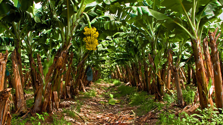 Banana plantation