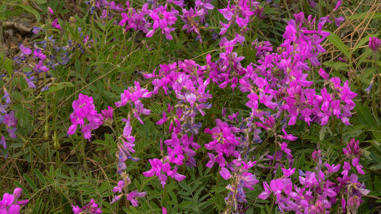 Hedysarum alpinum flowers