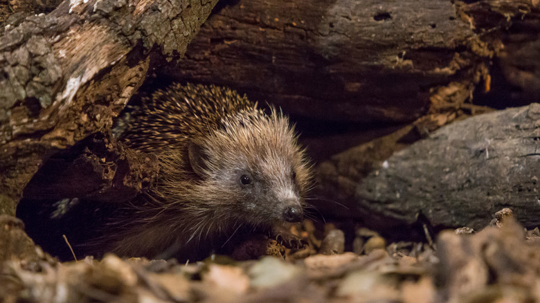 Hedgehog coming out of burrow