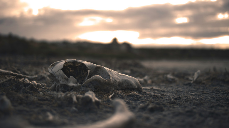 Desolate landscape with bones