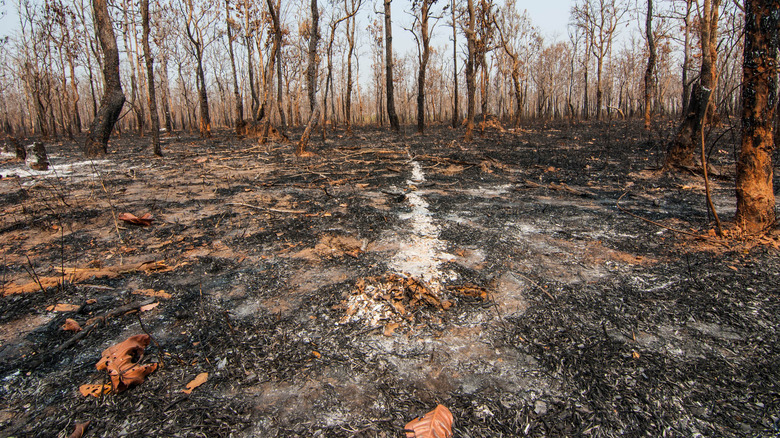 Forest after a fire