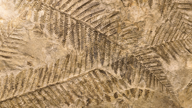 fern fossil