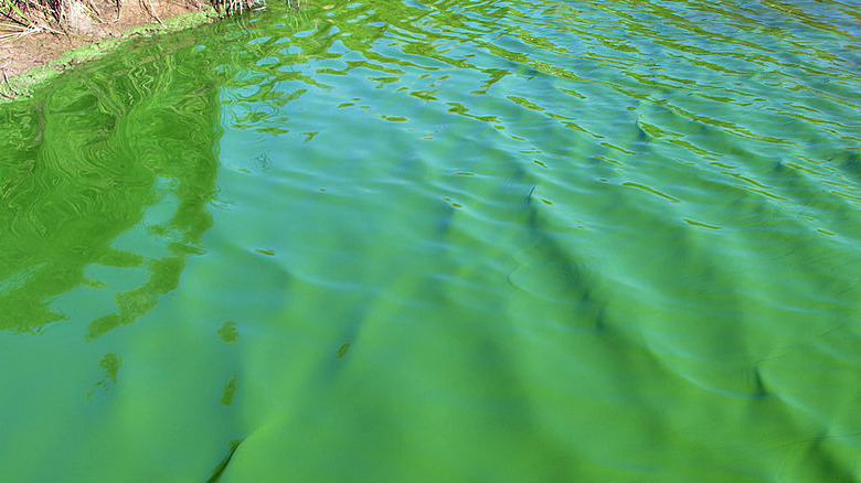 Bloom of cyanobacteria in freshwater pond