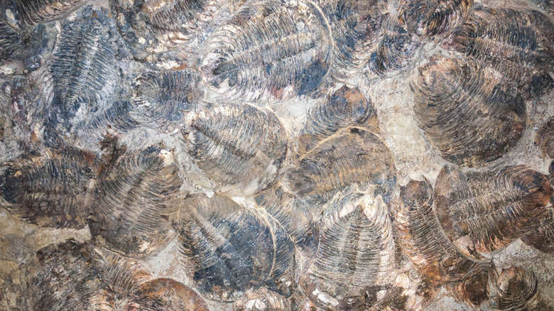 Trilobite fossils from Ordovician period