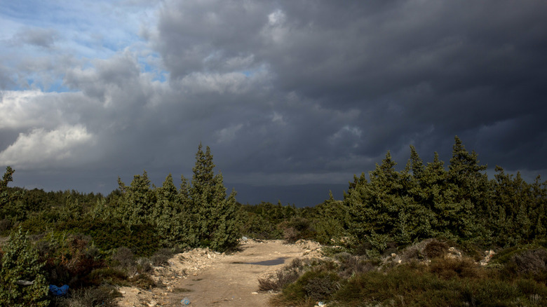 Forest near Izmir in Turkey