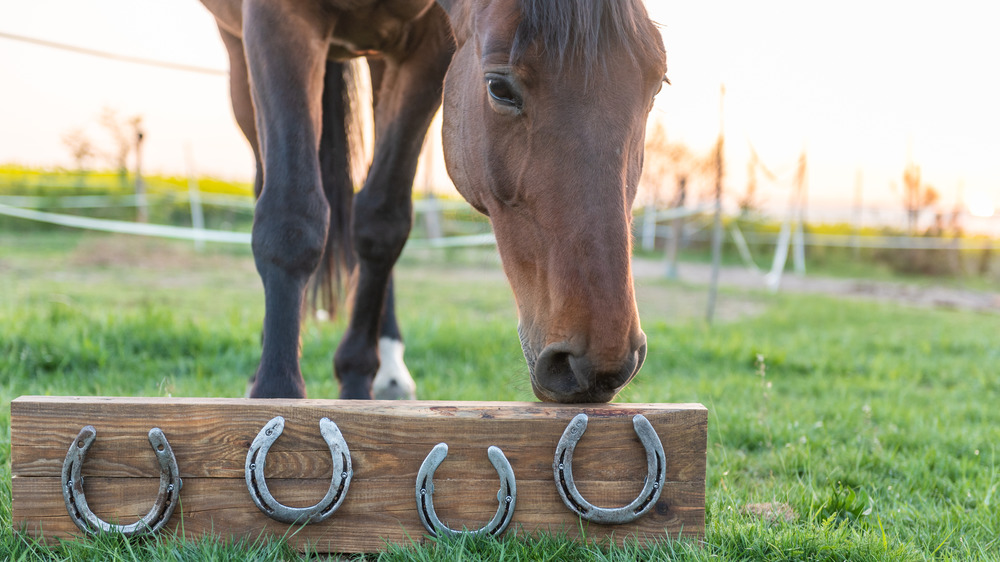 Horse inspecting a horseshoe display