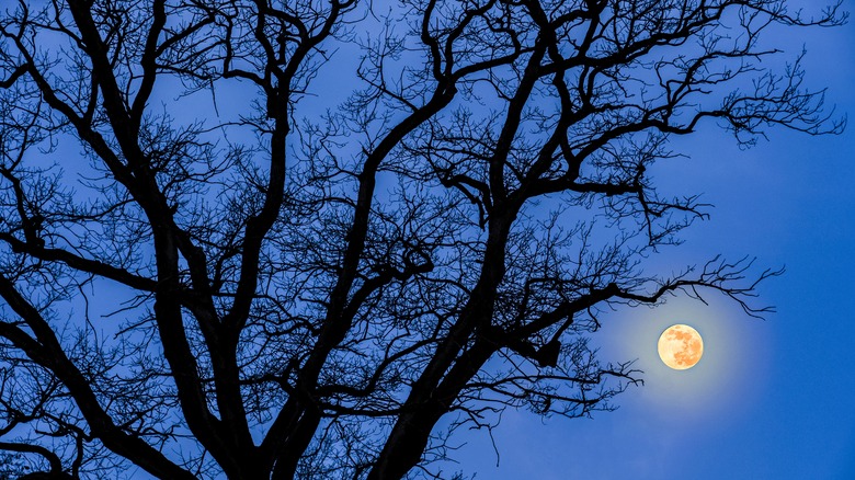 Moon behind tree