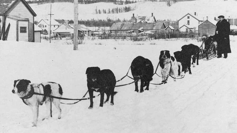 photo of a dog sled team, c. 1900 in snow