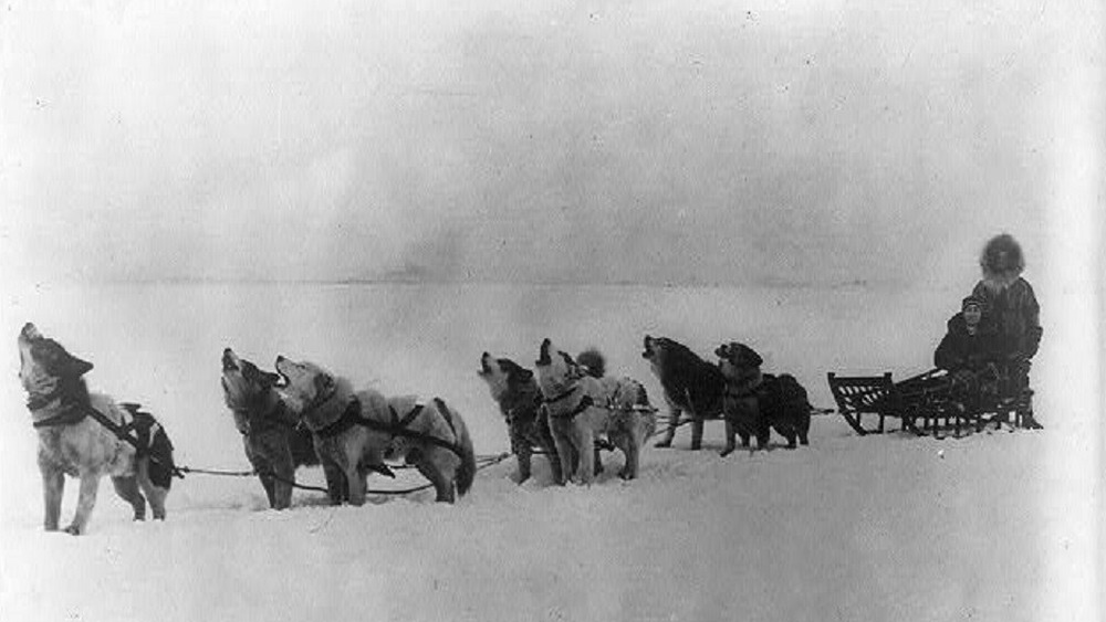 photo of a dog sled team of Alaskan Malamutes howling