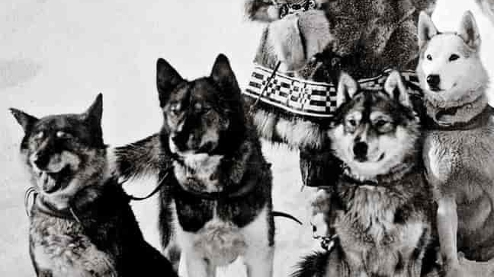 Leonhard Seppala with six of his dogs, including Togo (far left)