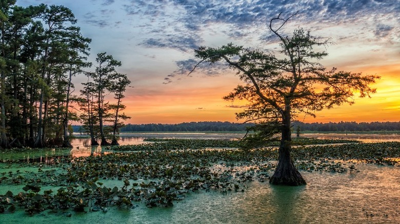 Reelfoot Lake sunset, cypress trees