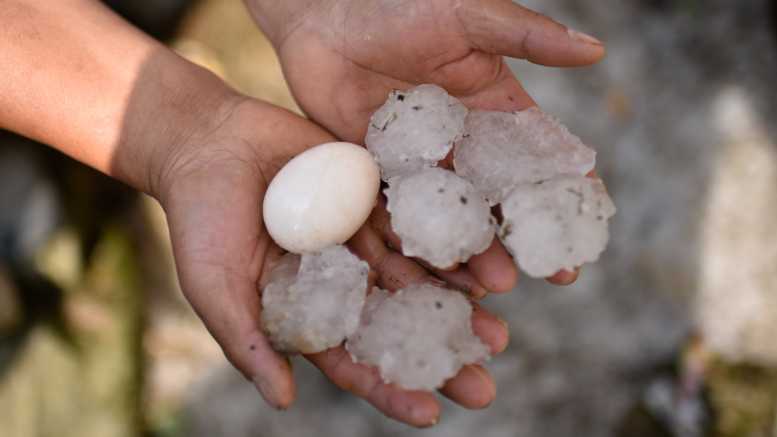 gorilla hail arkansas