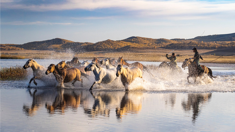 horses in the water