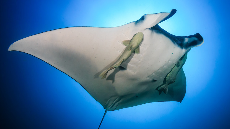 Manta ray underwater with fish attached