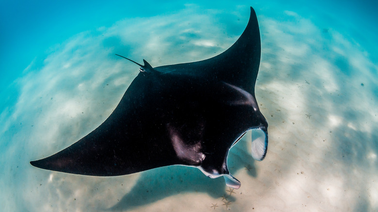 Closeup of manta ray near ocean bottom