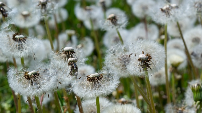 dandelion field seeds