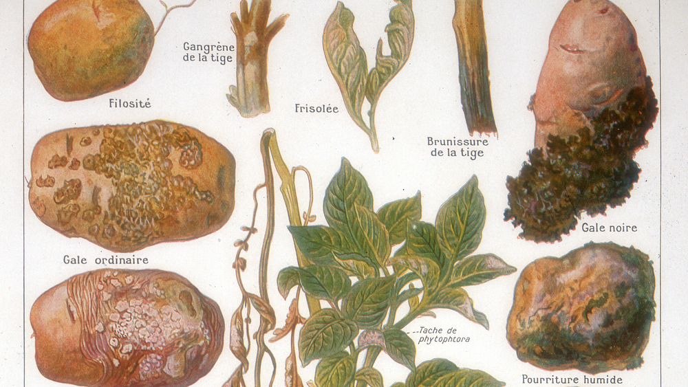 illustration of various potato diseases