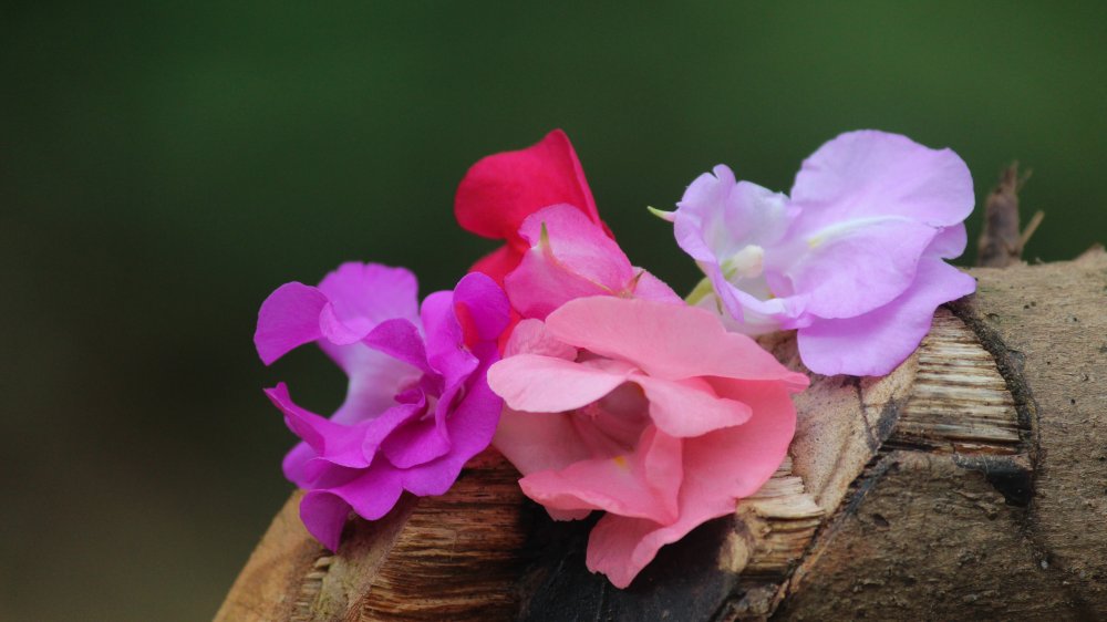 Impatiens flowers