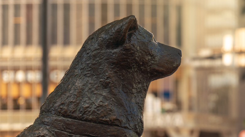 statue of hachiko patiently waiting