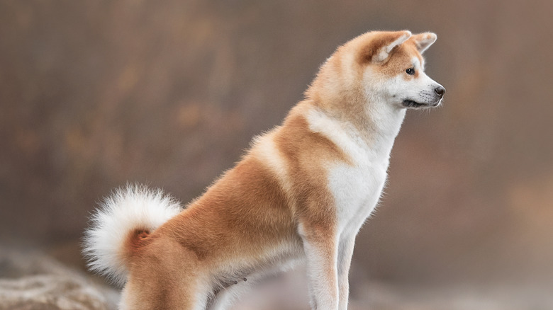 Akita inu looking off camera