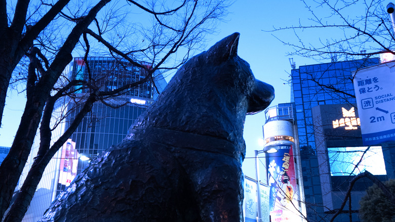 Waiting Hachiko statue at sunset