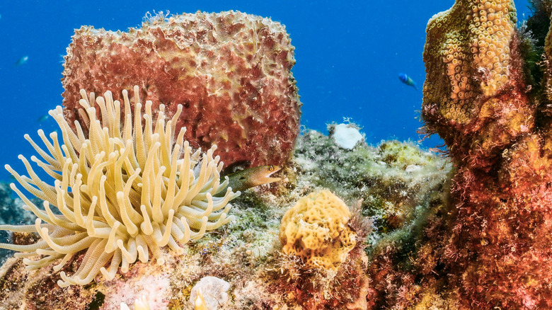 Underwater scene with coral, sea sponge