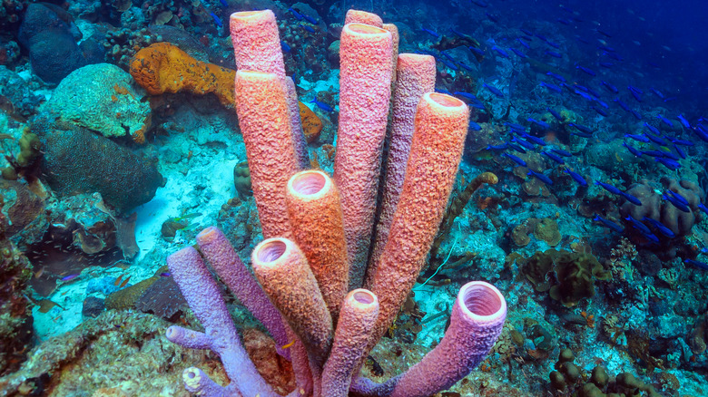 Coral reef fish and sponge under the sea