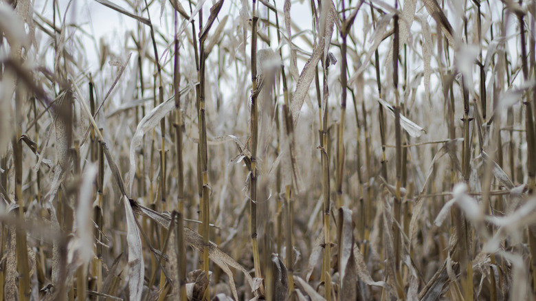 Corn field