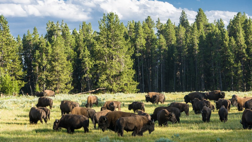 Bison herd