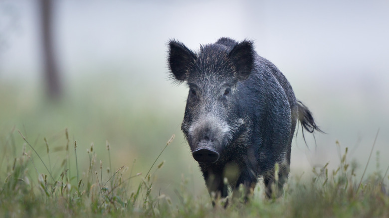 Wild boar