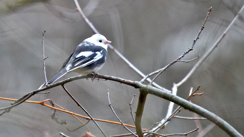 A bird with partial albinism