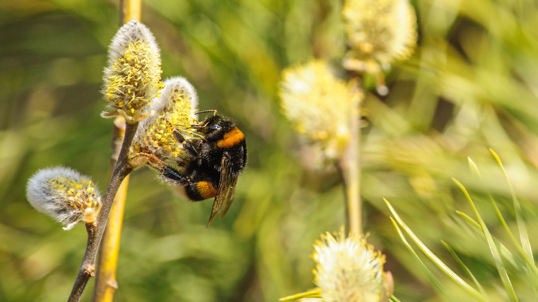 Bumblebee on a flower