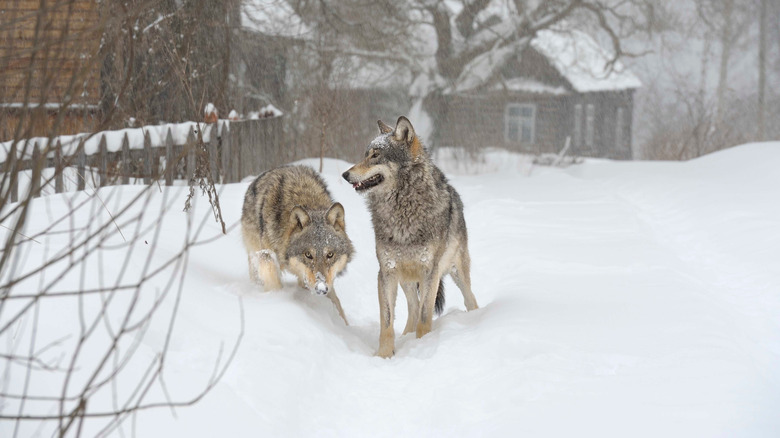 Chernobyl wolves