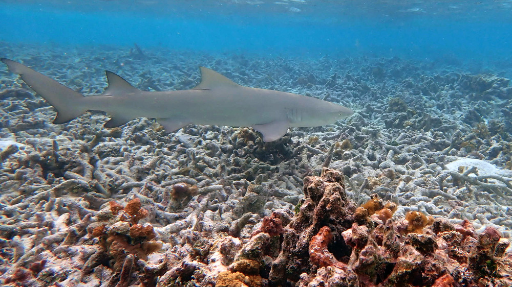 Reef shark over dead coral