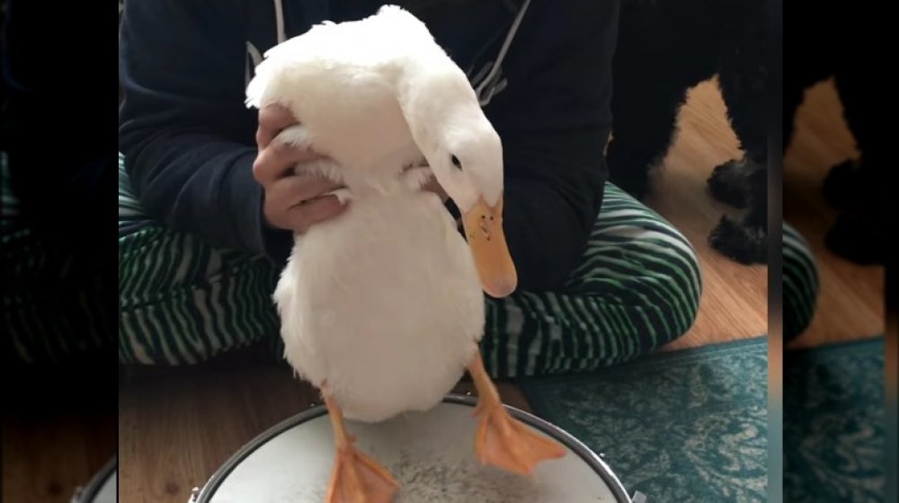 Ben Afquack