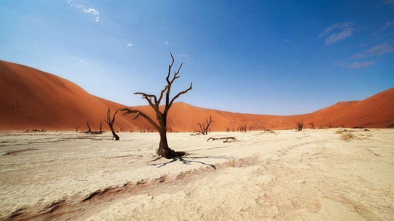 Dead trees in the Namibian desert.