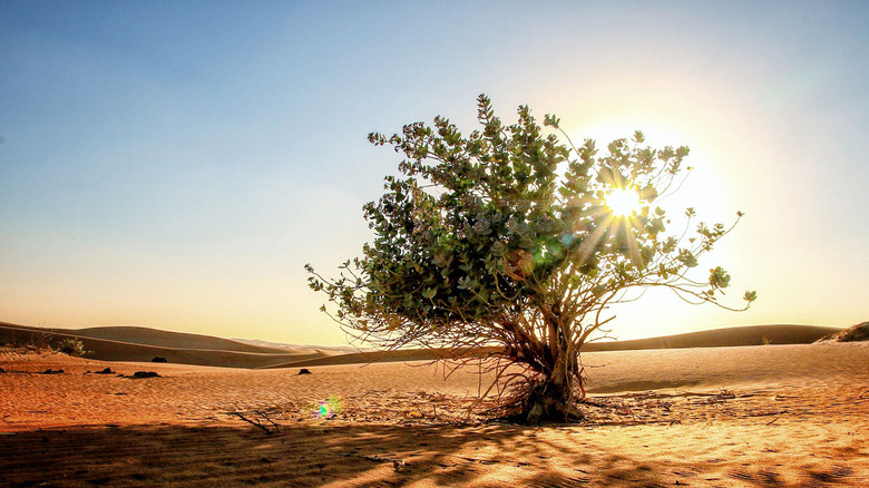 Lone tree in the desert.