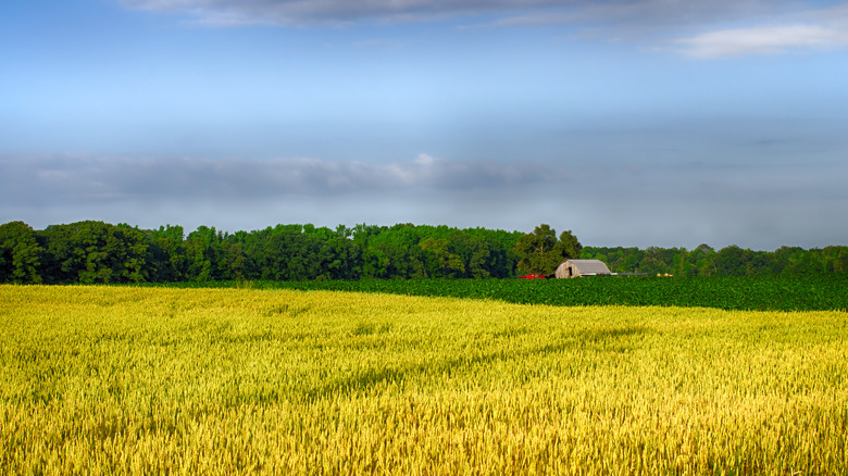 crops on an Alabama farm