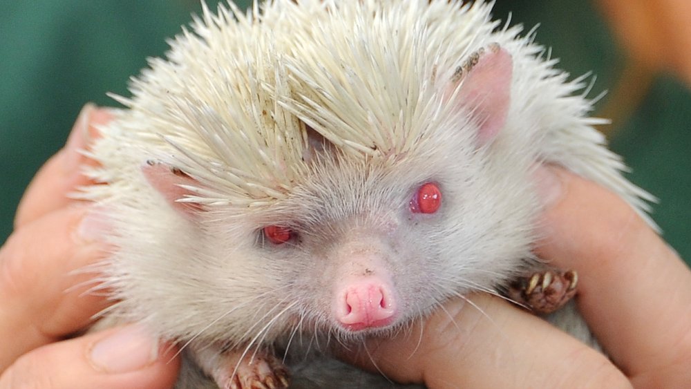 quizzical hedgehog