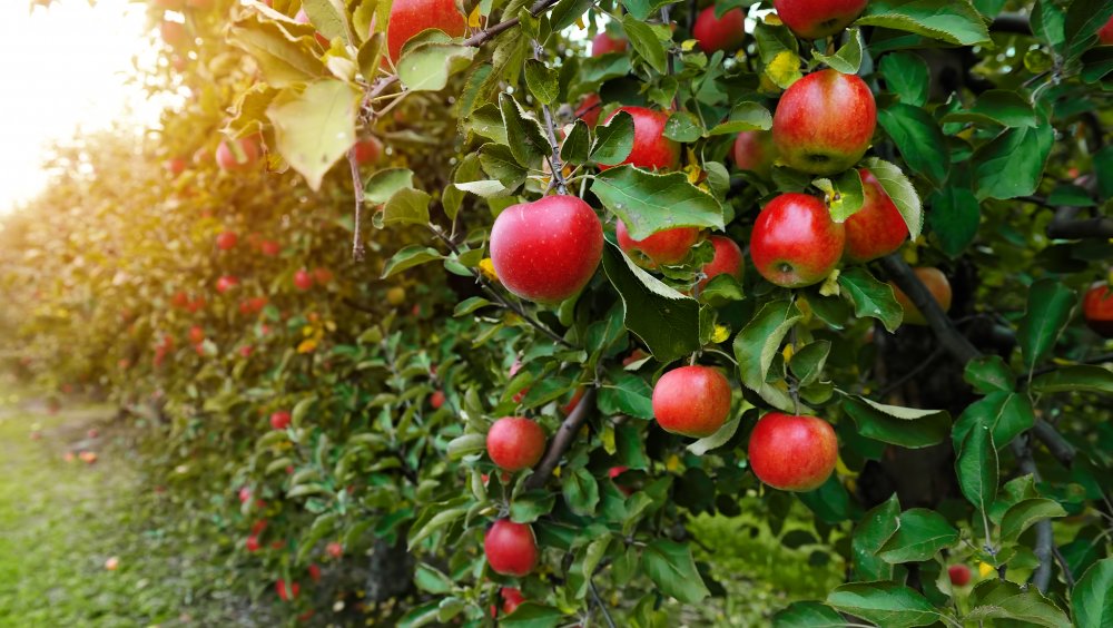 apple orchard