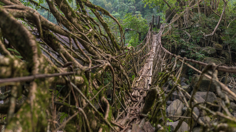 living root bridge shot of walkway