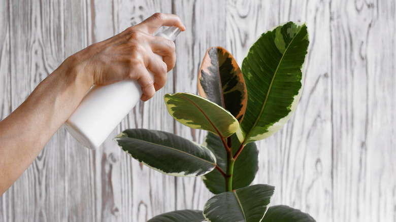 ficus elastica woman spraying