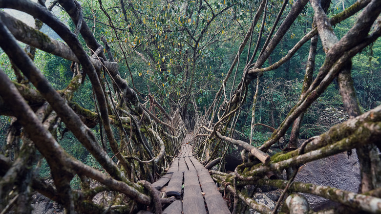 living root bridge india