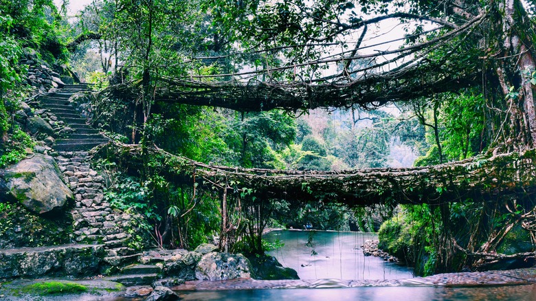 double decker root bridge over river