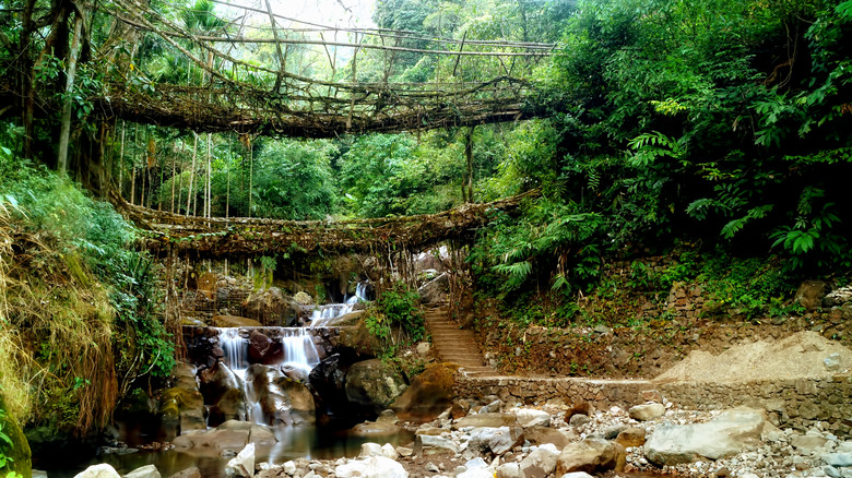 double decker living root bridge