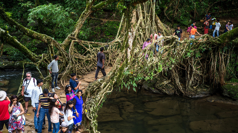 people crossing living root bridge