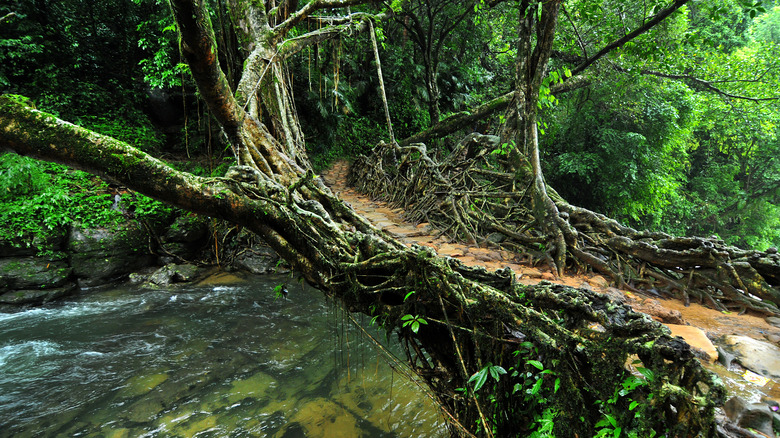 living root bridge curved